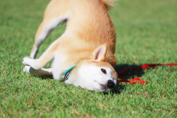 外面がいい柴犬