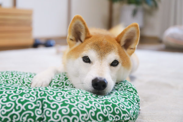 エリザベスカラーに顎を乗せる柴犬