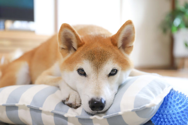 柴犬のお手入れ　ブラッシング