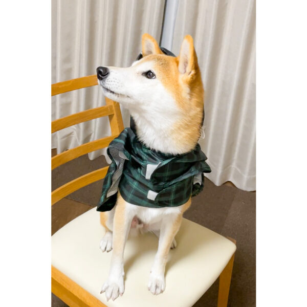 カッパを着た柴犬