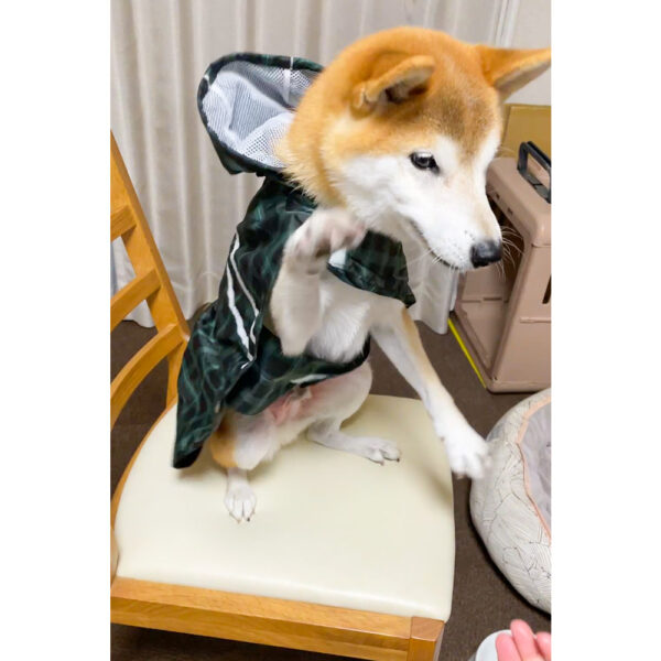 服嫌いな柴犬のカッパの着せ方