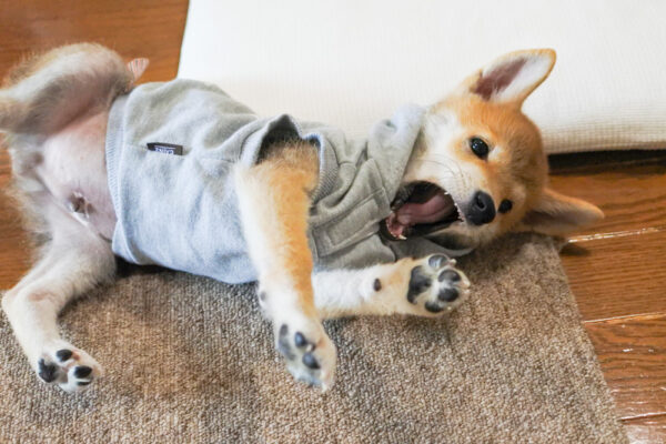 服嫌いな柴犬