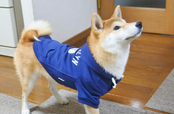 服嫌いな柴犬