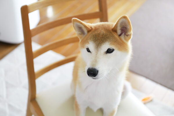 椅子に乗った柴犬