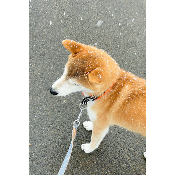 雪の中の柴犬