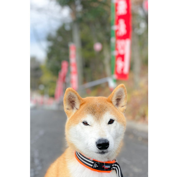 気難しい柴犬