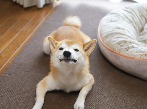 気難しい柴犬