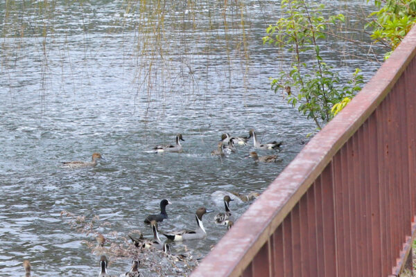 名古屋市名城公園　名古屋城のお堀