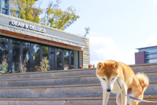 名古屋市名城公園で犬の散歩