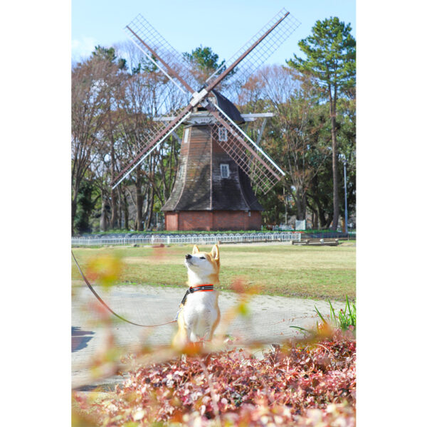 名古屋市名城公園で犬の散歩