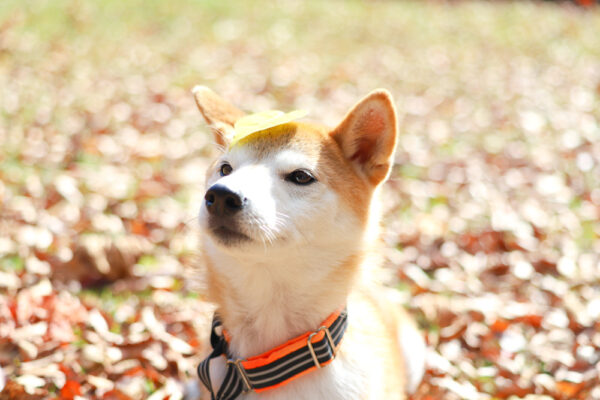 どんな咬み犬でもしあわせになれる