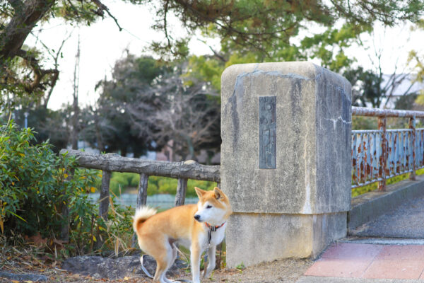 名古屋市名城公園で犬の散歩