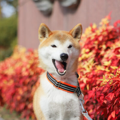 名古屋市名城公園で犬の散歩
