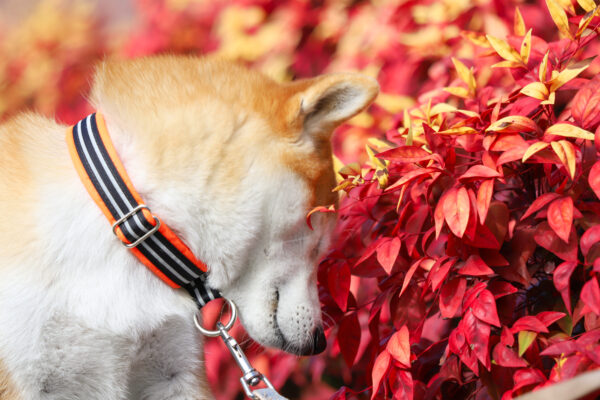 名古屋市名城公園で犬の散歩