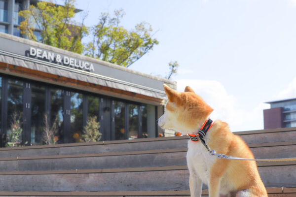 名古屋市名城公園で犬の散歩