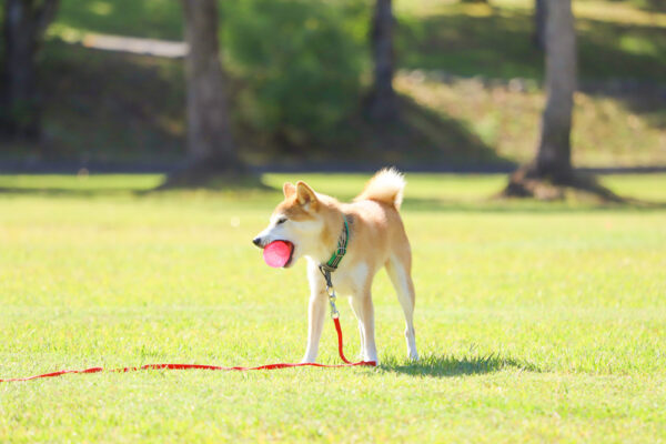 柴犬　ロングリードの使い方