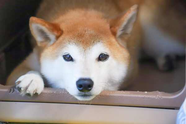 噛み犬