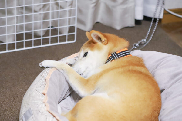 噛み犬