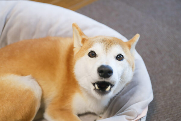 噛み柴犬