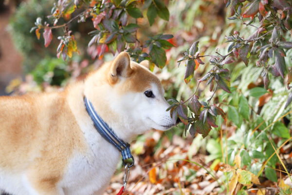 もふもふの柴犬