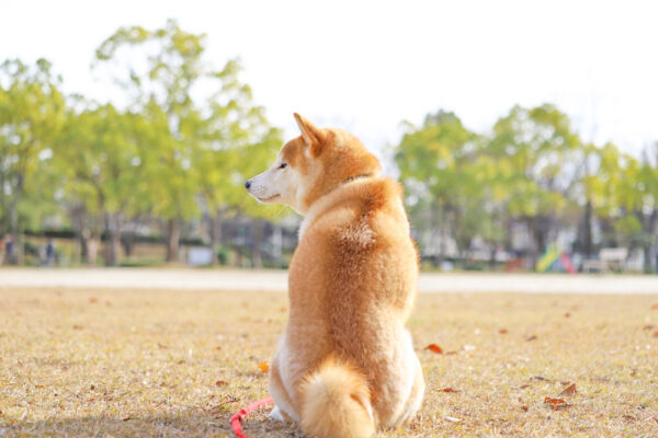 冬毛でもふもふの柴犬