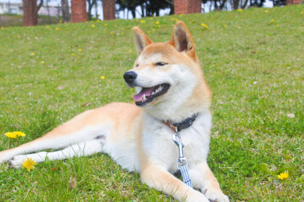 柴犬の首輪の付け外し