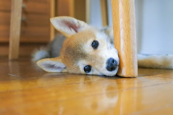 柴犬の子犬　パピー