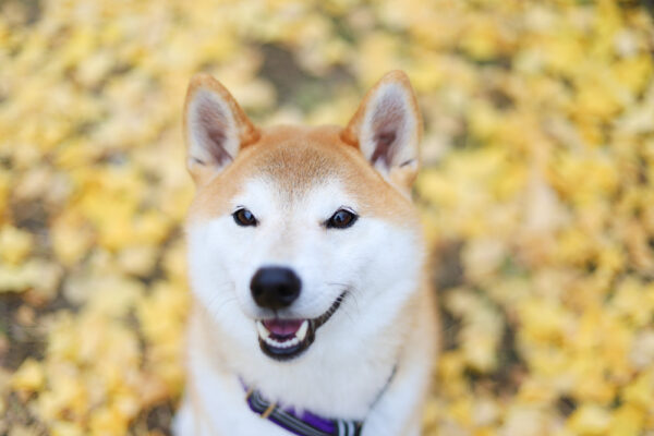 もふもふの柴犬