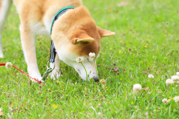 柴犬の首輪の付け外し