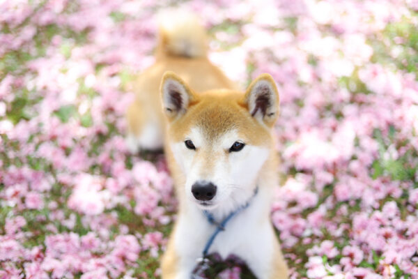 柴犬の換毛