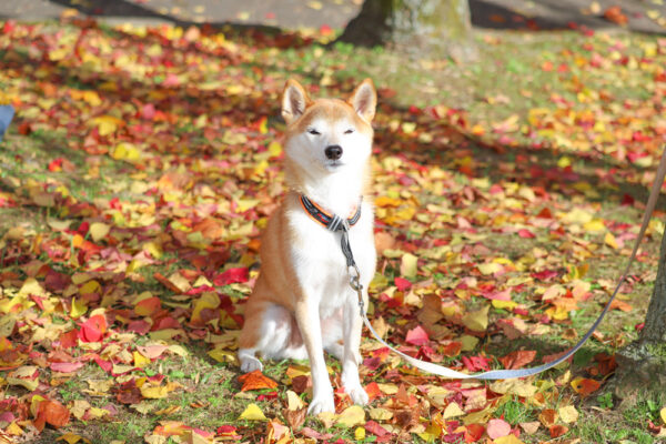 夏毛の柴犬