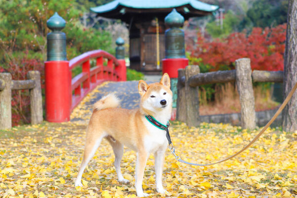 夏毛の柴犬