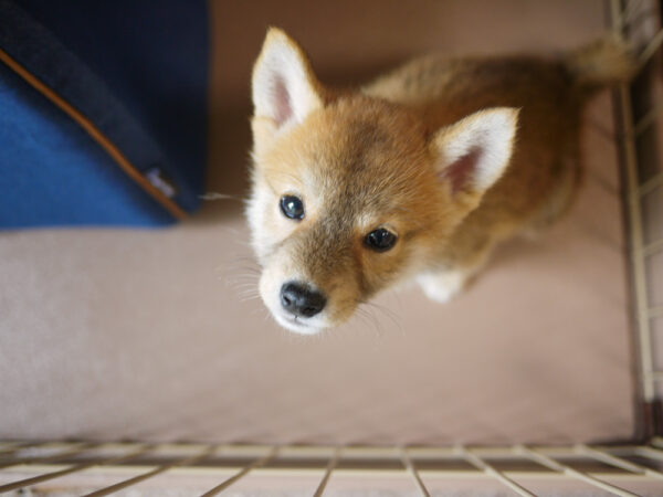 柴犬の子犬　パピー