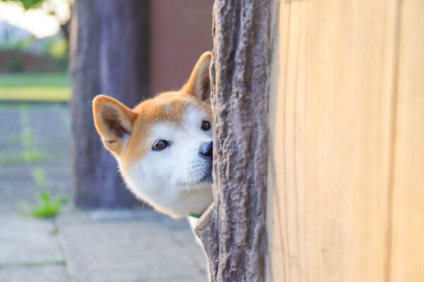 犬の気持ち