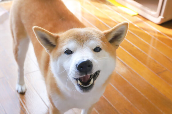 おやつを食べる柴犬