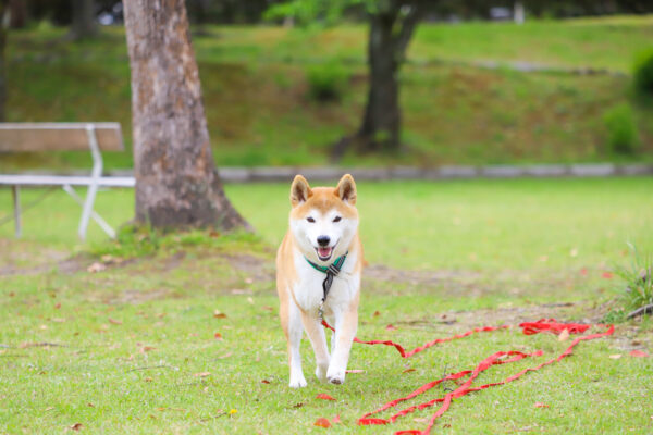 犬のしつけにおやつ使いますか？