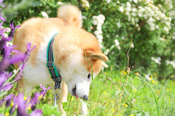 散歩中の柴犬