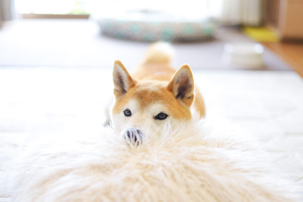 犬のしつけにおやつ使いますか？