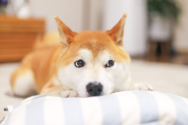 犬の気持ち