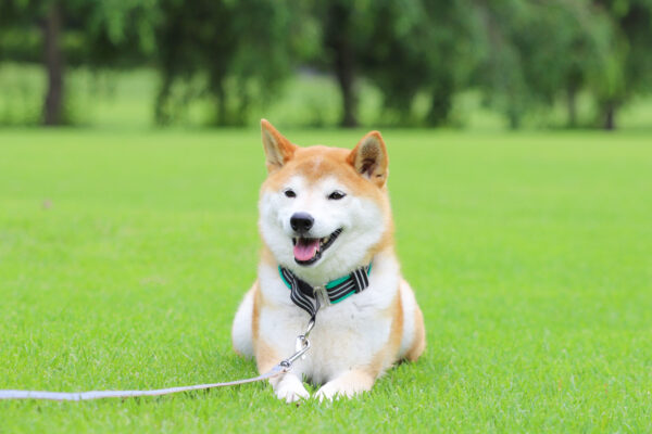 公園でまったり