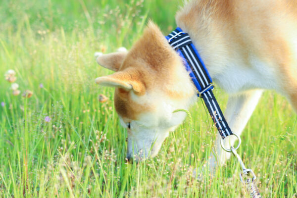 犬の拾い食い