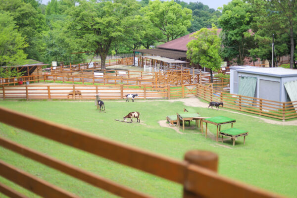 小牧　ちびっこ動物村