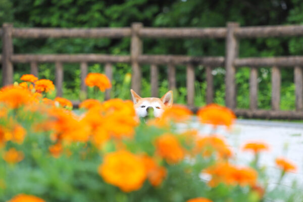 小牧市民四季の森