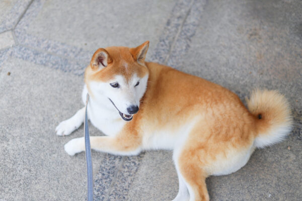 休憩中の柴犬