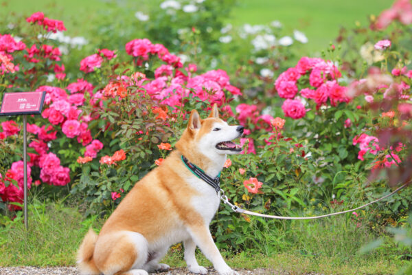 小牧　市民式の森　バラ園