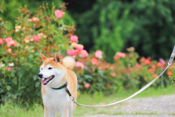 小牧　市民四季の森