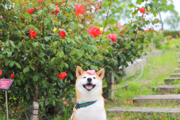 小牧市民四季の森　バラ園