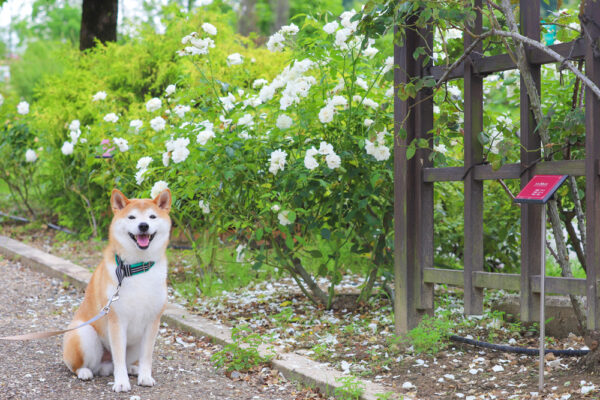 小牧　バラ園