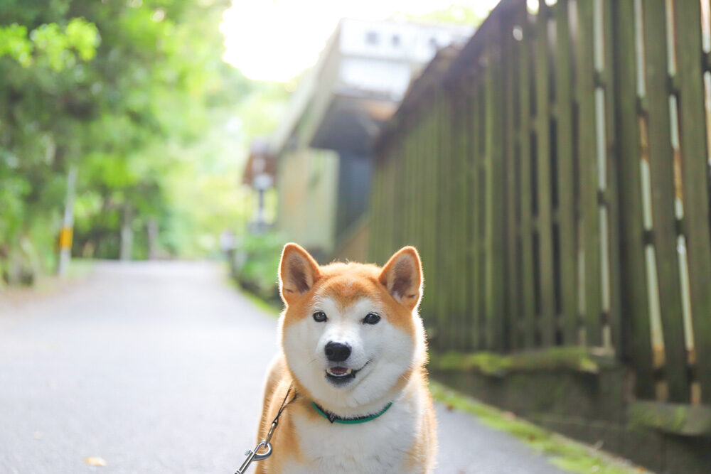 岩谷堂公園で犬連れ散歩
