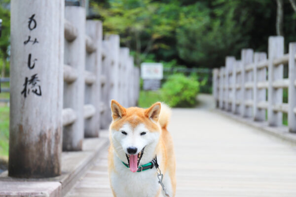 瀬戸市岩屋堂公園